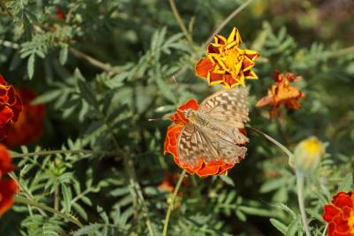 Прикрепленное изображение: A58DSC00770-1.jpg